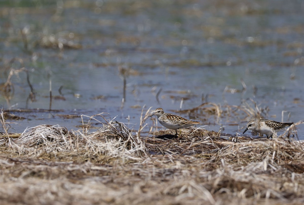 Long-toed Stint - ML622195364