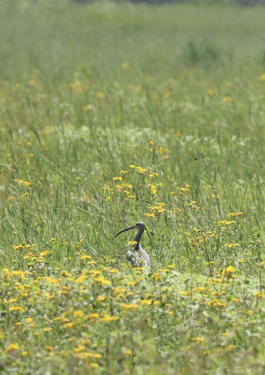 Eurasian Curlew - ML622195365