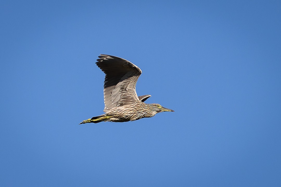 American Bittern - ML622195367