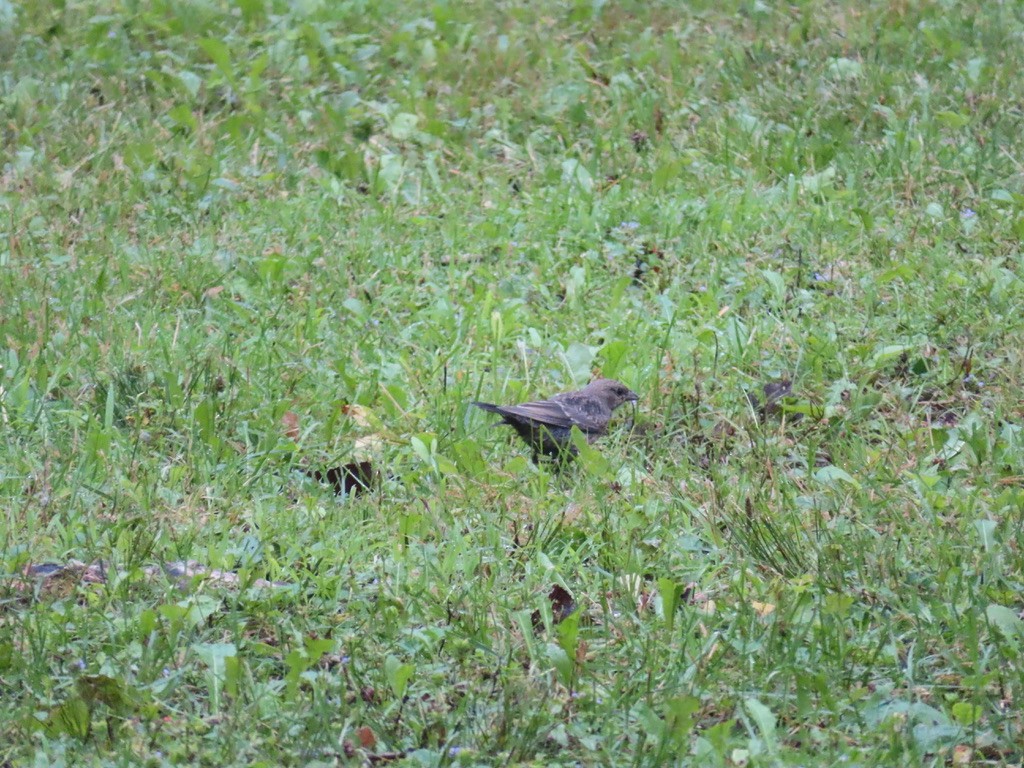 Brown-headed Cowbird - ML622195368