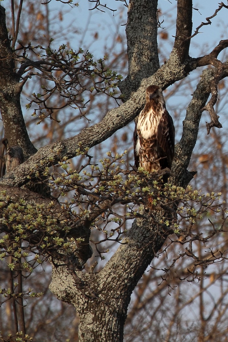 African Fish-Eagle - ML622195369