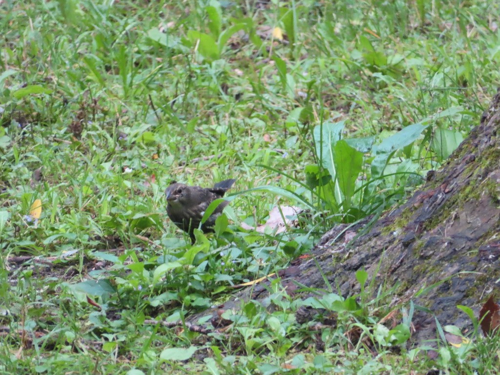 Brown-headed Cowbird - ML622195370