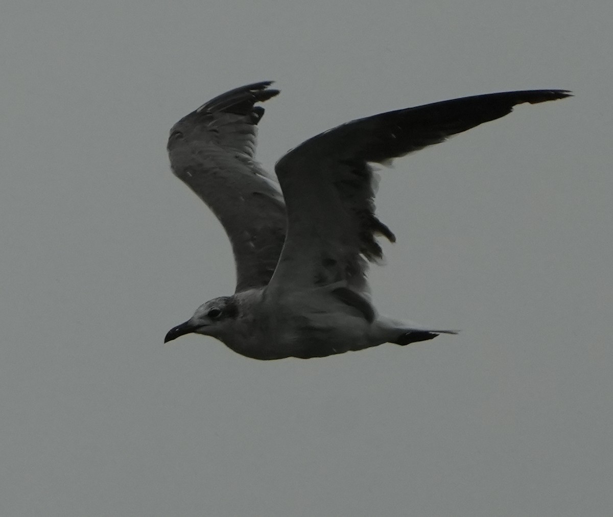 Laughing Gull - ML622195371