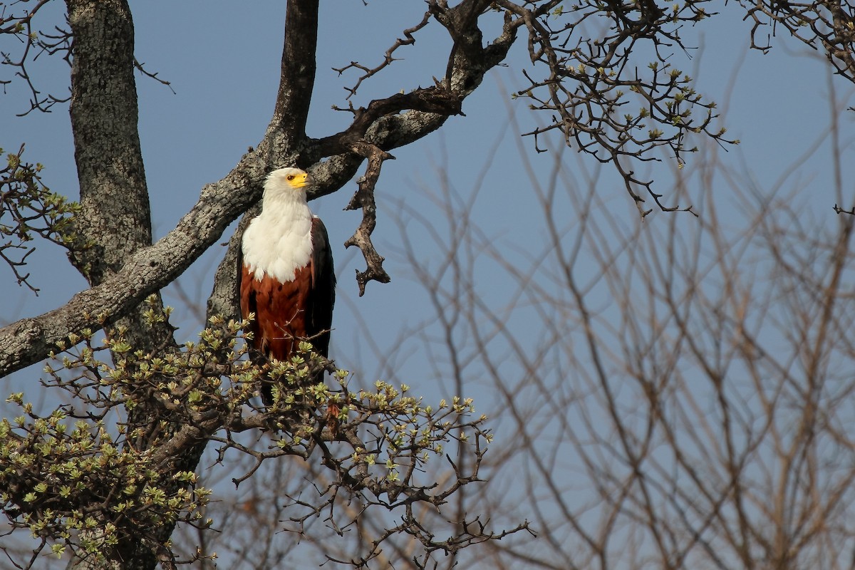 African Fish-Eagle - Mike “Champ” Krzychylkiewicz