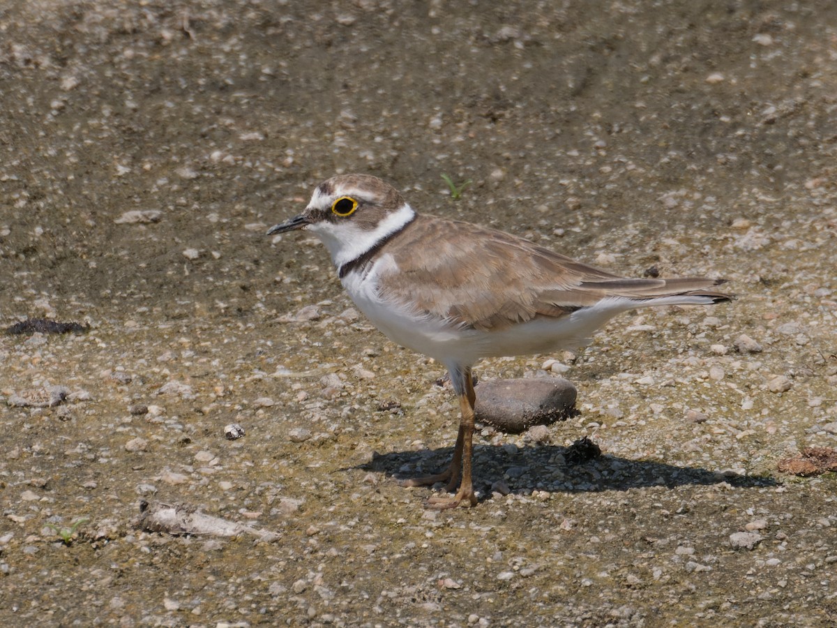 Little Ringed Plover - ML622195373