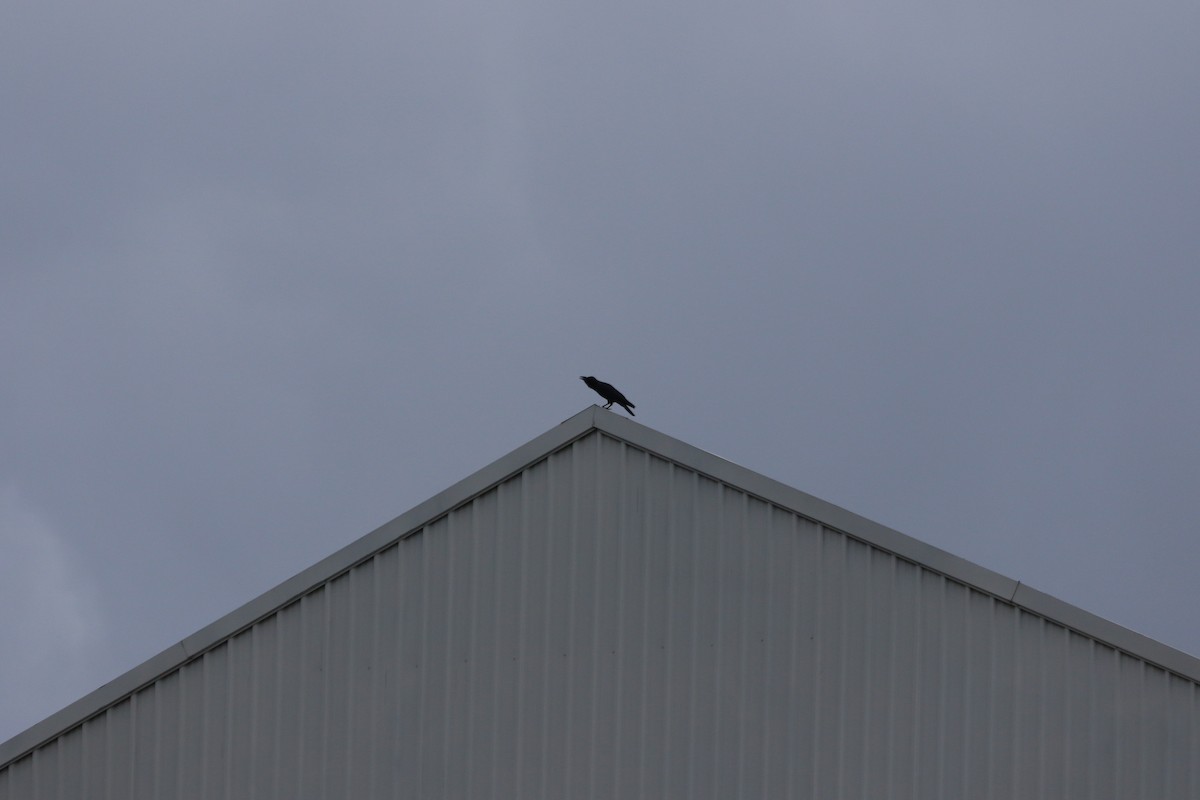 Large-billed Crow - ML622195375