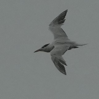 Royal Tern - ML622195376