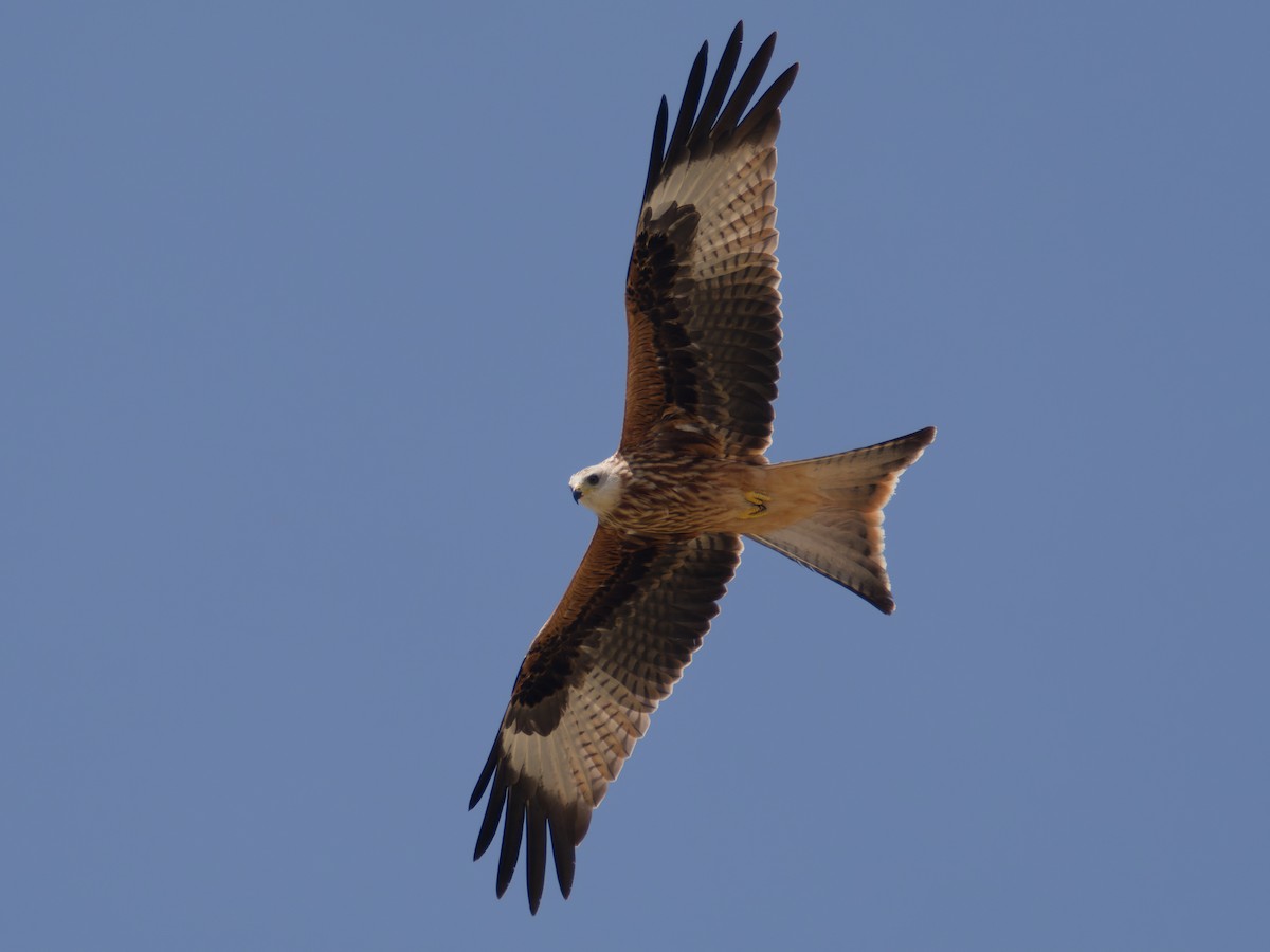 Red Kite - ML622195377