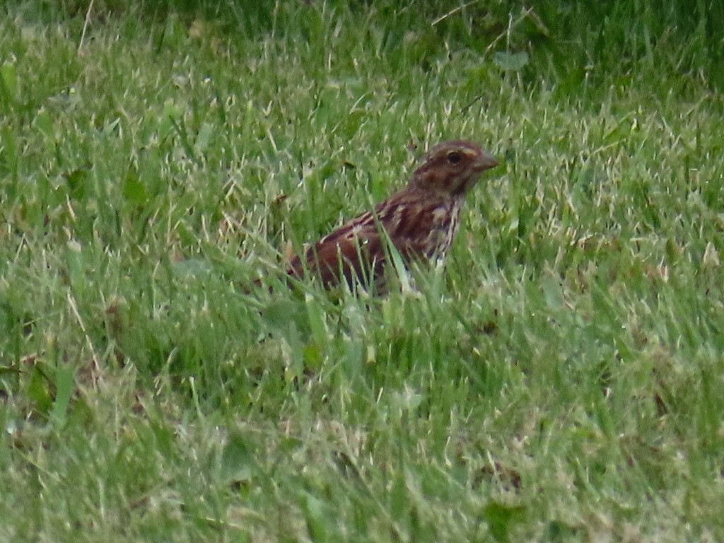 Song Sparrow - ML622195386