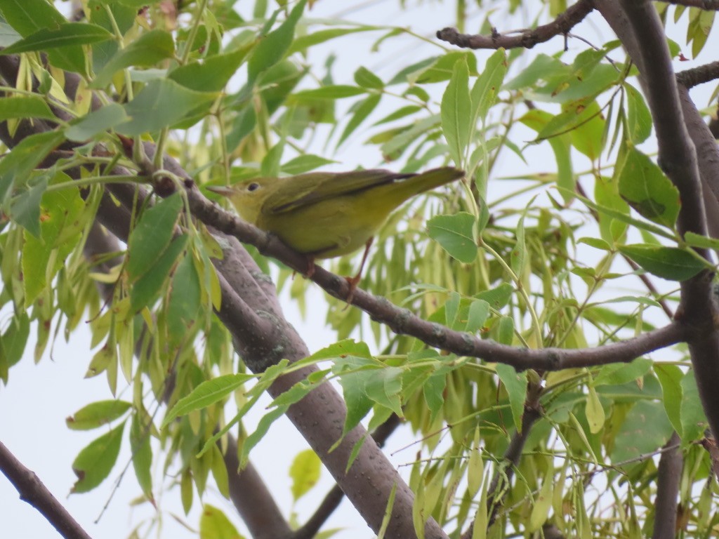 Yellow Warbler - ML622195390