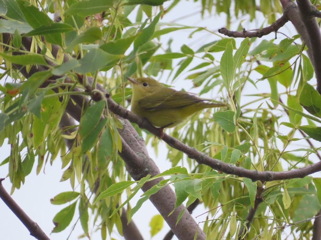 Yellow Warbler - ML622195396