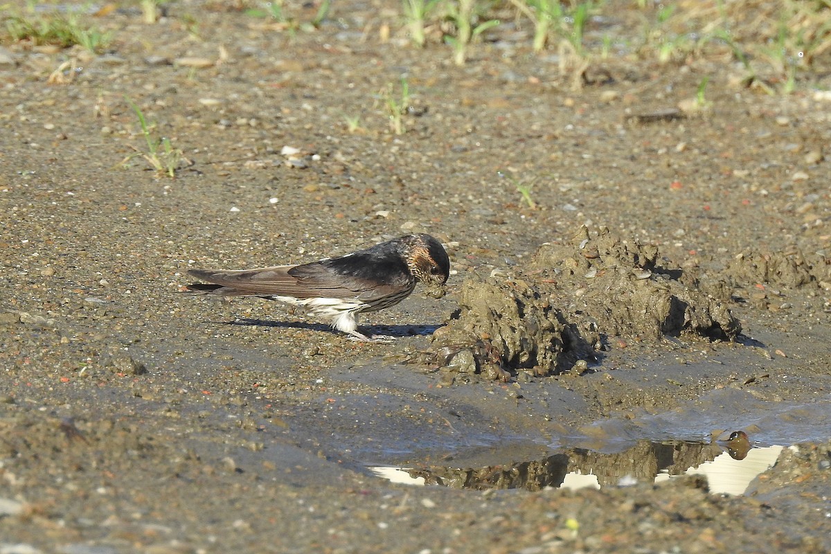 Striated Swallow - Chi-Lien (綺蓮) Hsueh (薛)