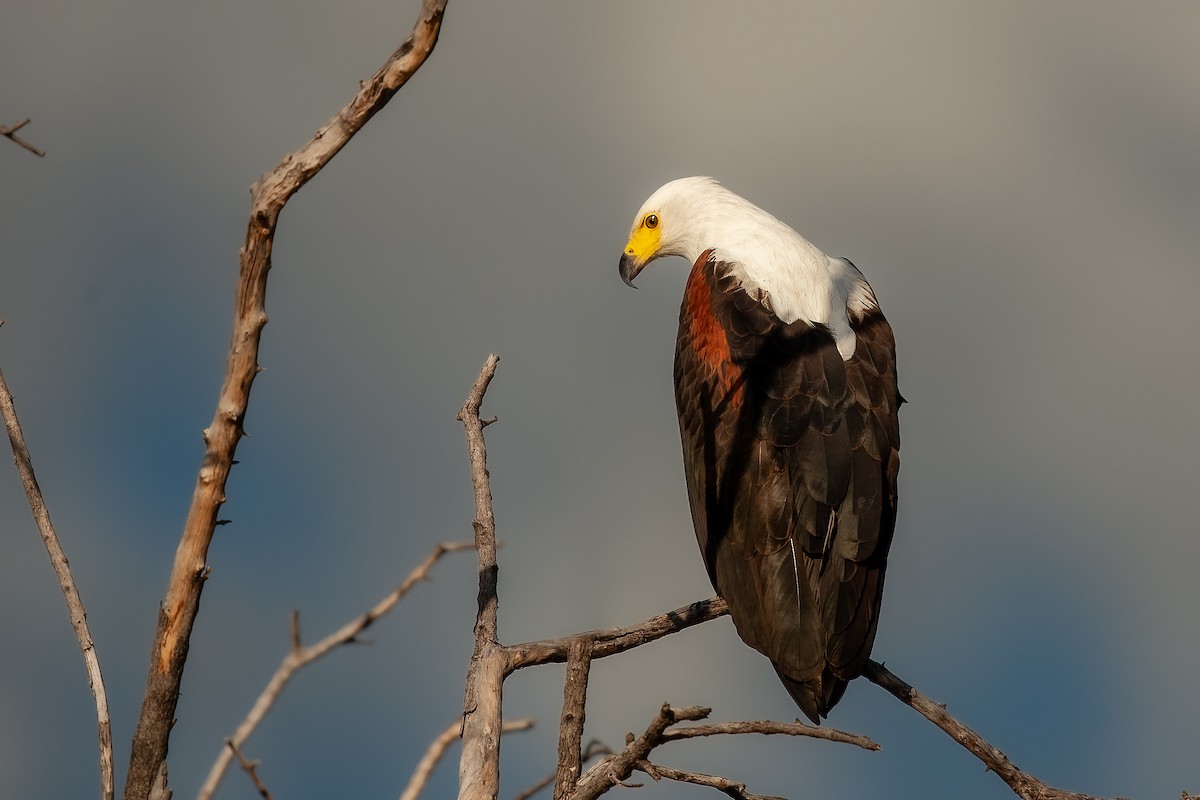 African Fish-Eagle - ML622195444