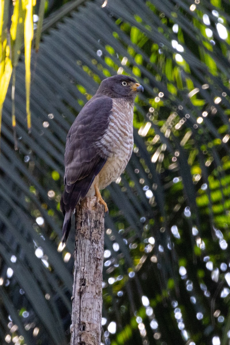Roadside Hawk - ML622195546
