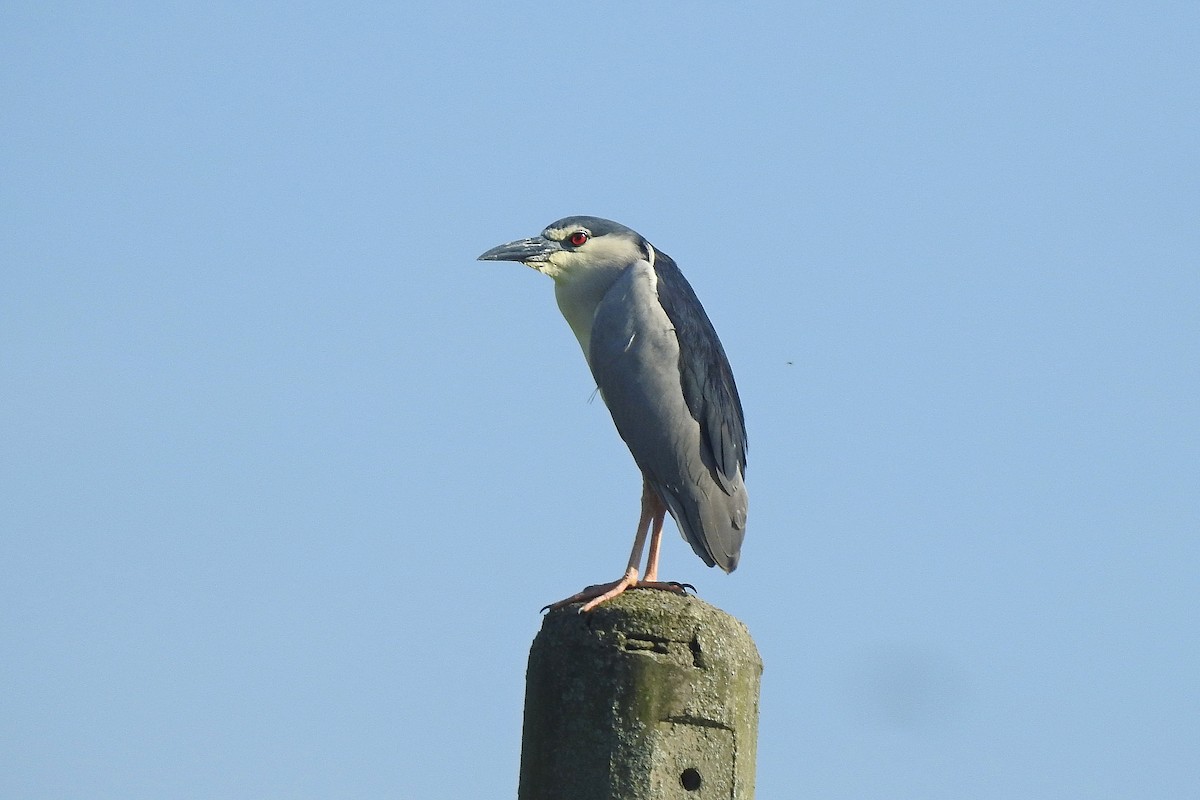 Black-crowned Night Heron - ML622195618