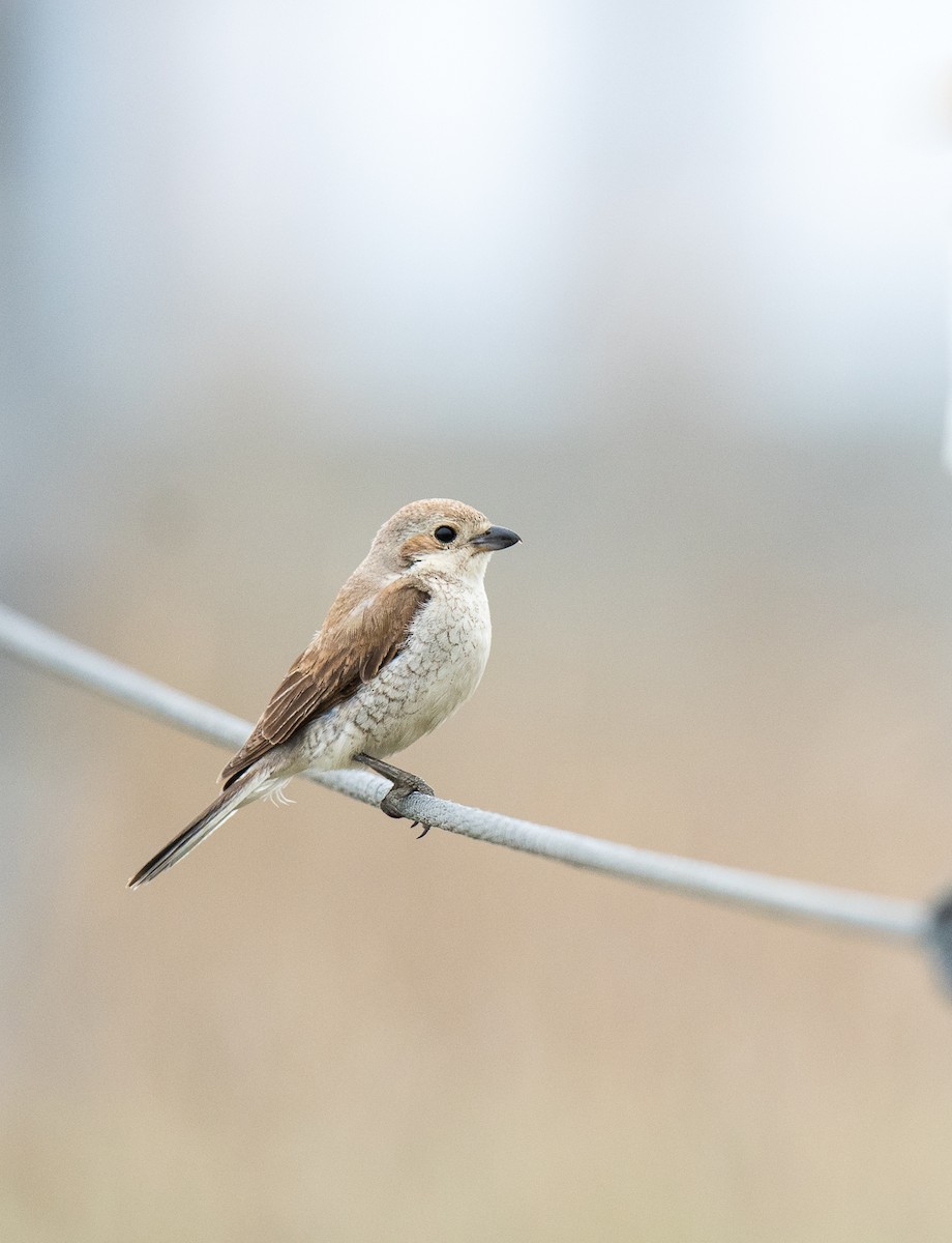 ťuhýk obecný - ML622195730