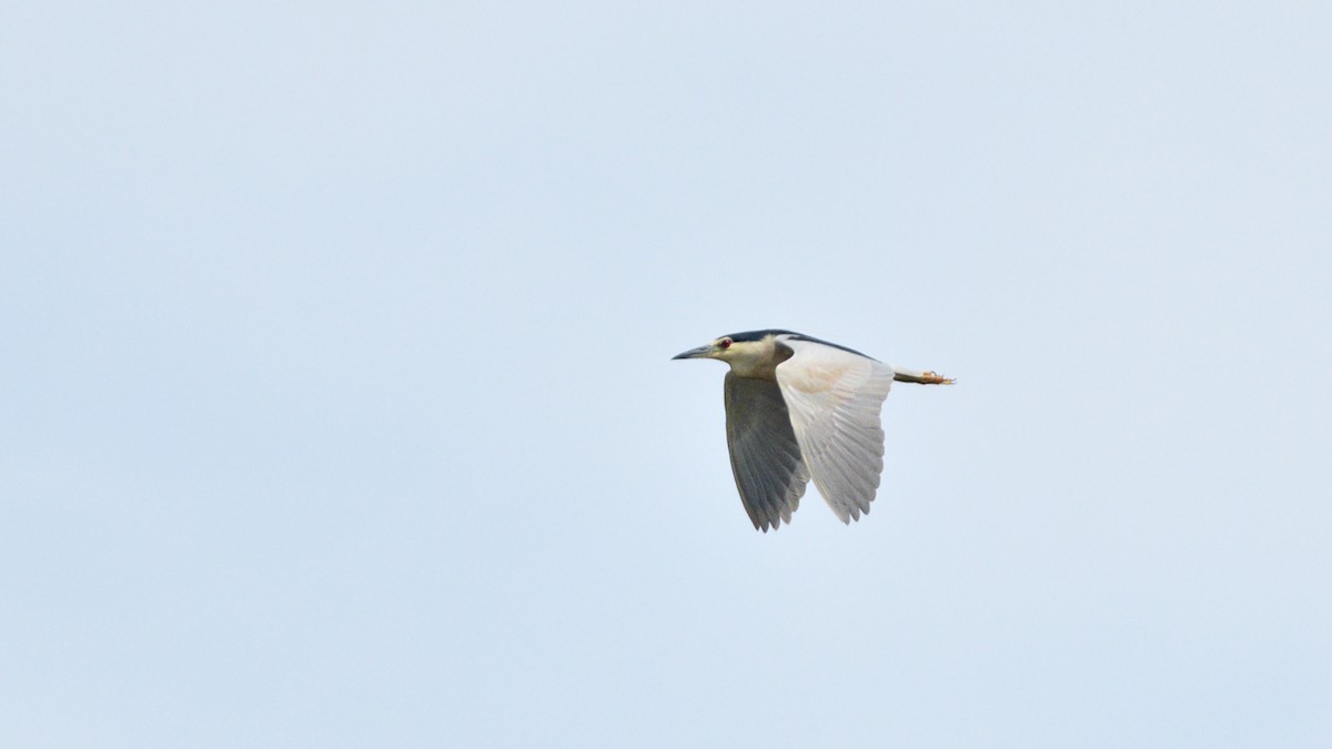 Black-crowned Night Heron - ML622195743