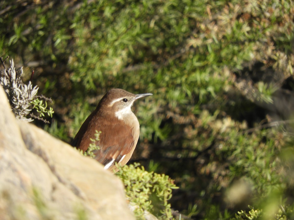 White-winged Cinclodes - ML622195844