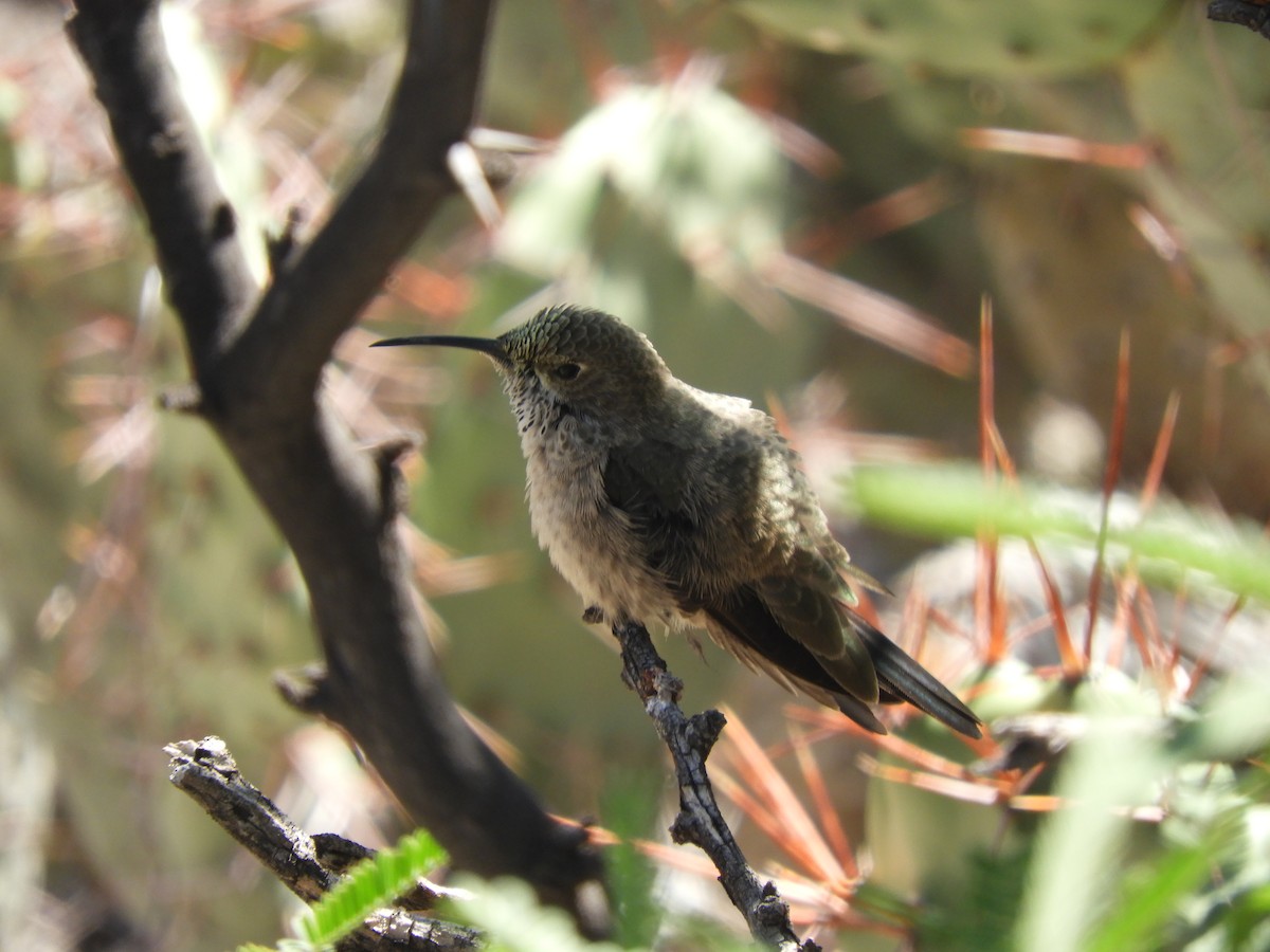 White-sided Hillstar - ML622195862