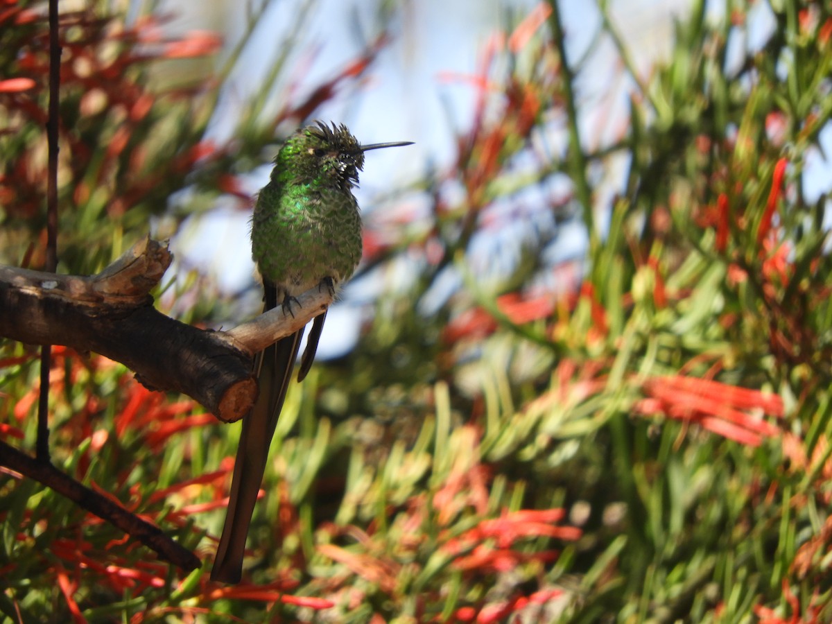 Red-tailed Comet - ML622195869