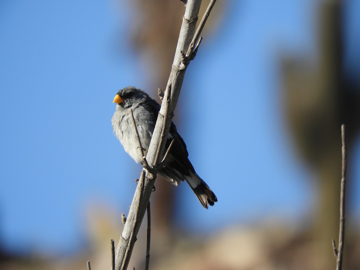 Band-tailed Seedeater - ML622195886