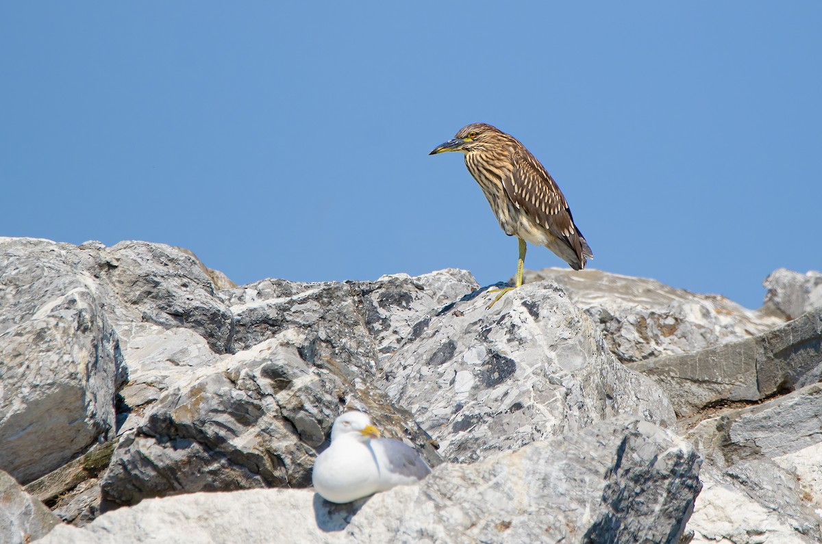 Black-crowned Night Heron - ML622195929