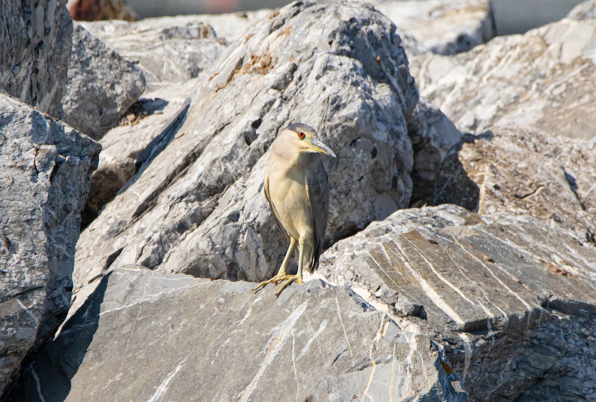 Black-crowned Night Heron - ML622195930