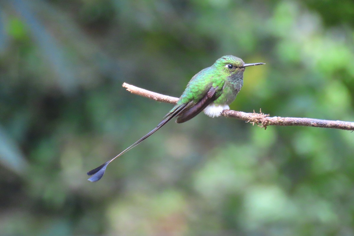 White-booted Racket-tail - ML622195974