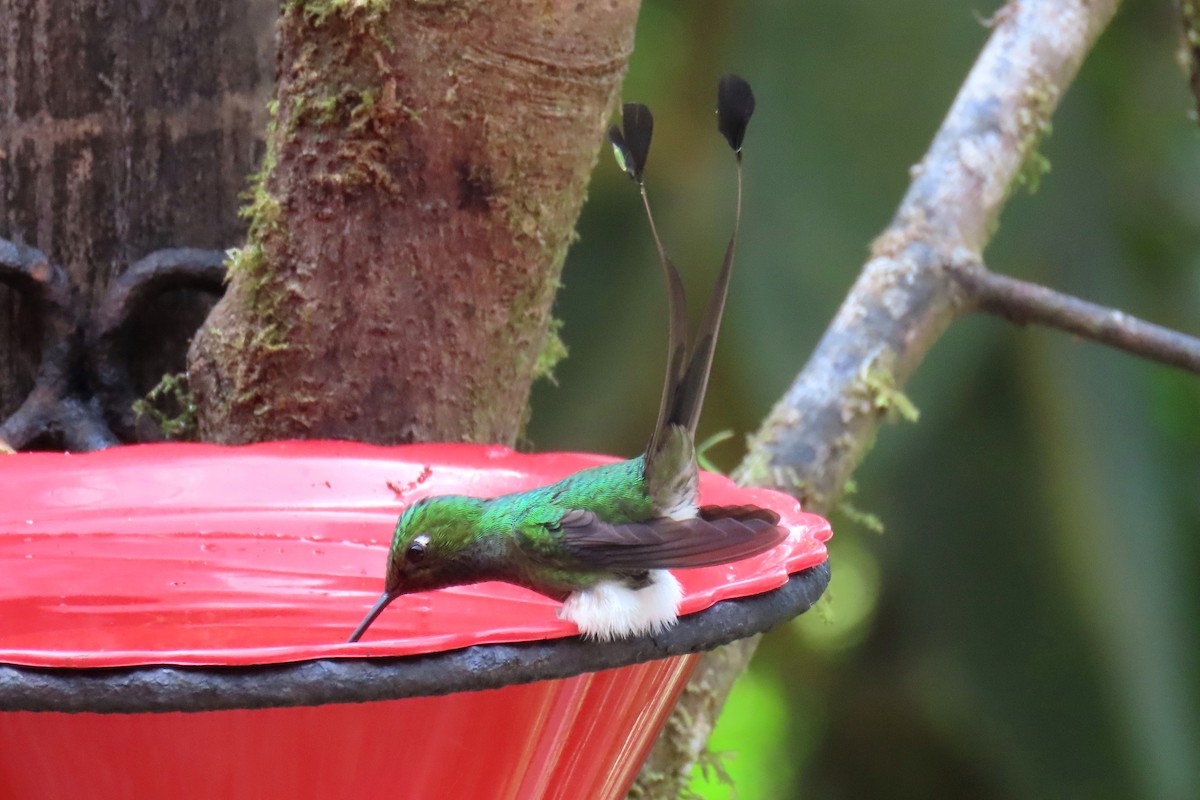 White-booted Racket-tail - ML622195978