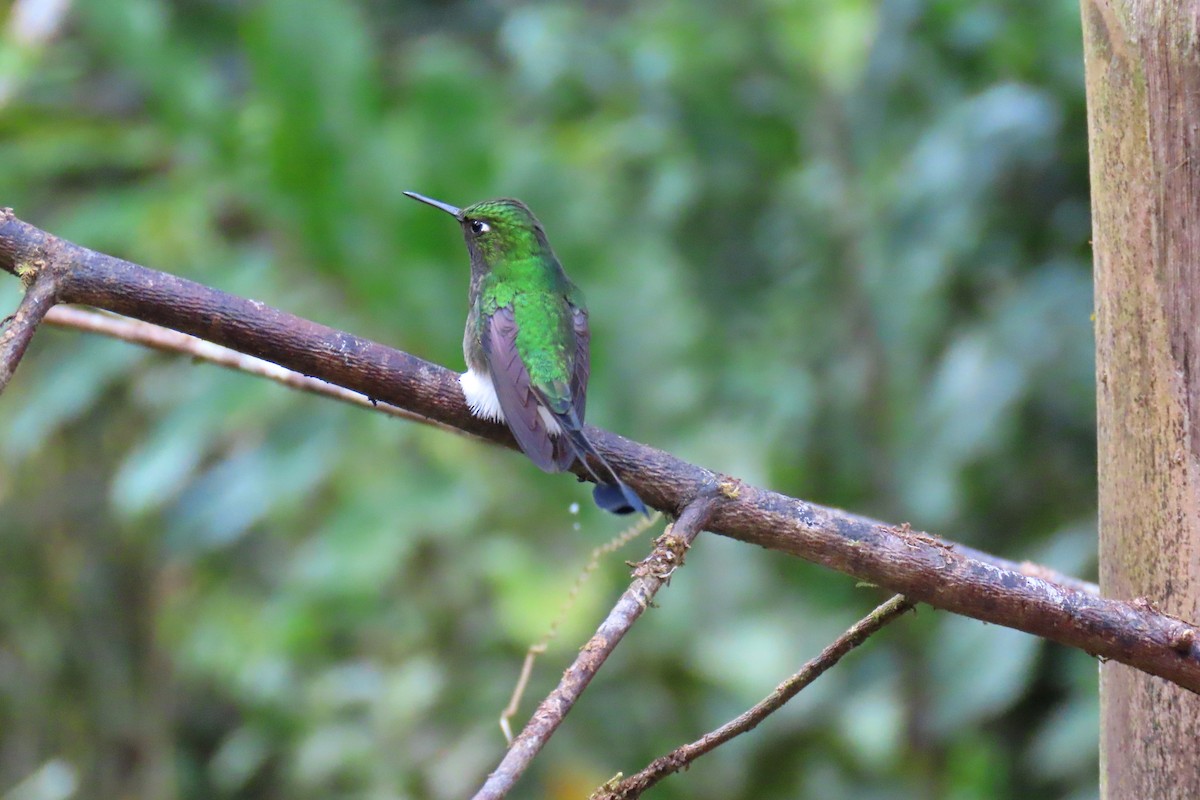 White-booted Racket-tail - Thore Noernberg