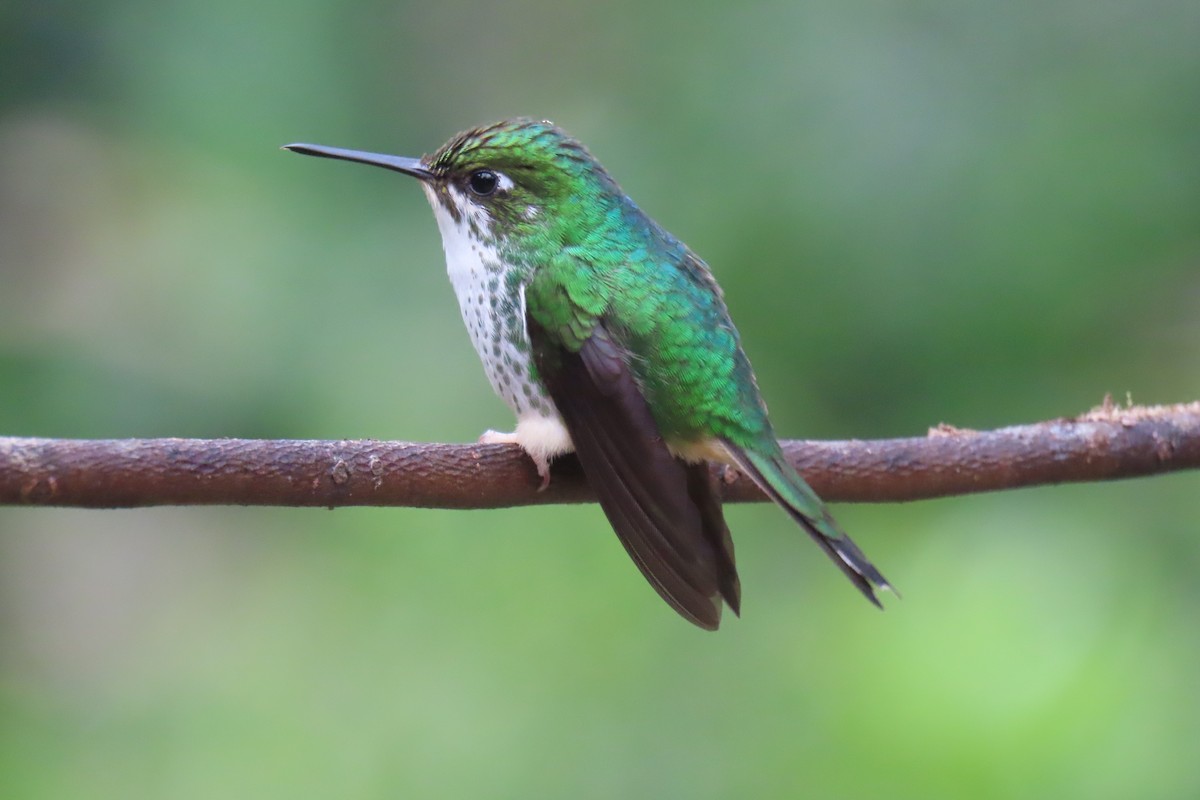 White-booted Racket-tail - ML622195986