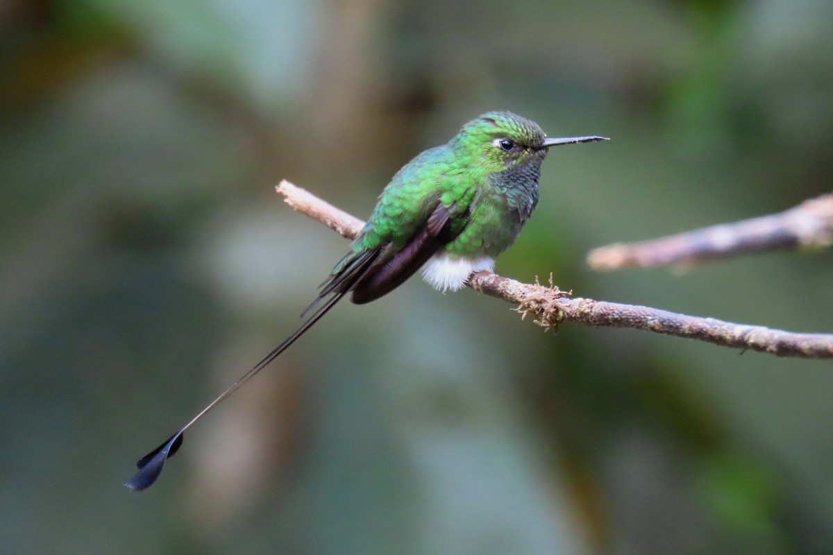 White-booted Racket-tail - ML622195989