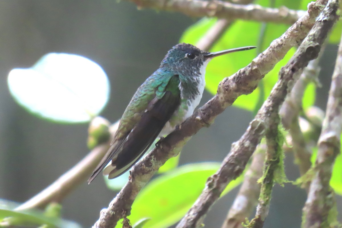 Andean Emerald - ML622196004