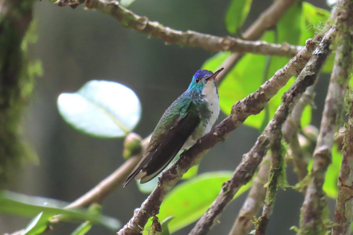 Andean Emerald - ML622196007