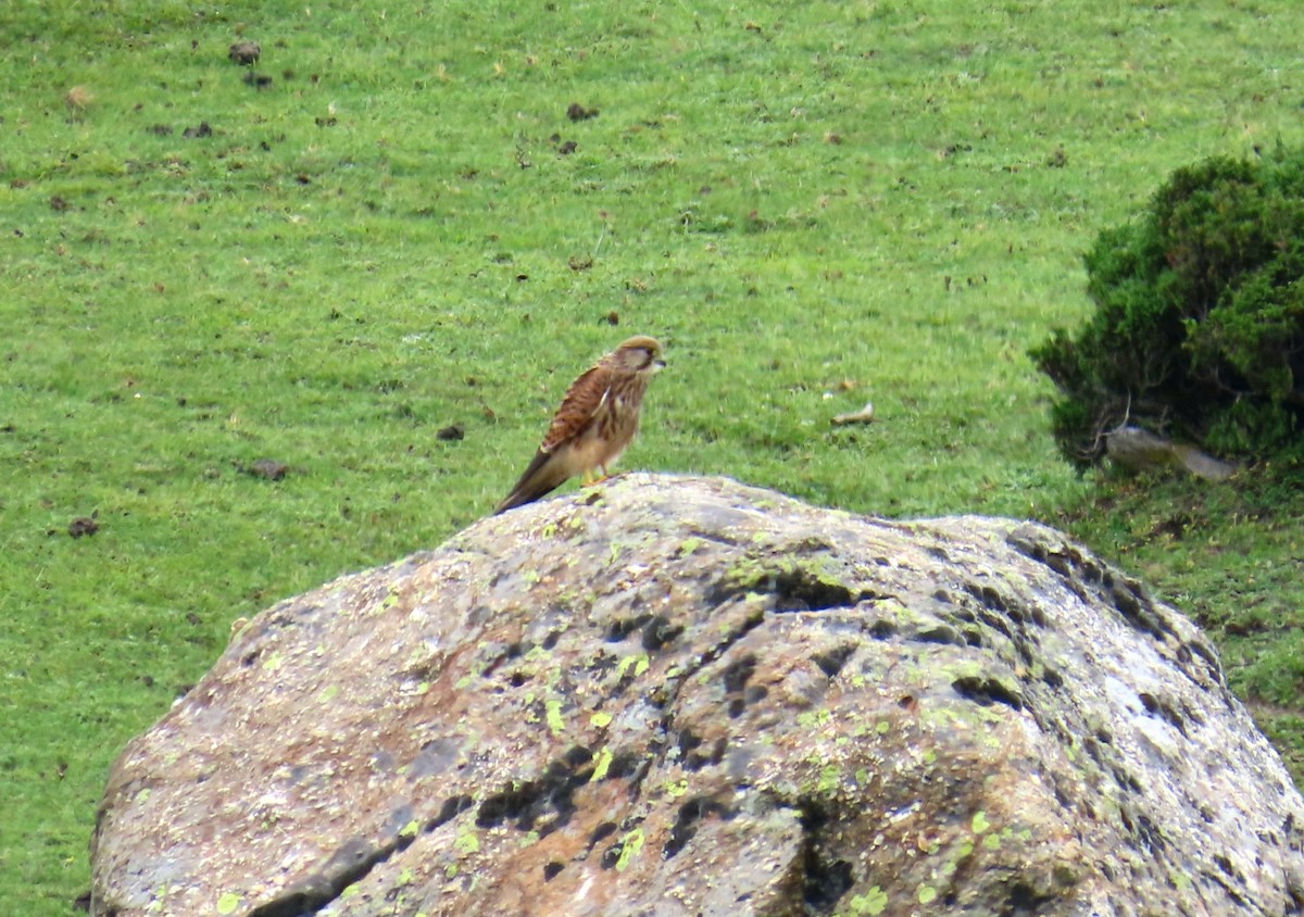 Eurasian Kestrel - ML622196012