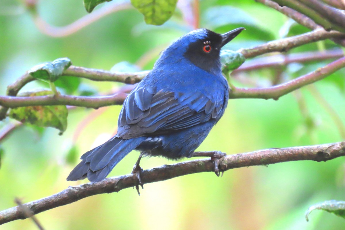 Masked Flowerpiercer - ML622196021