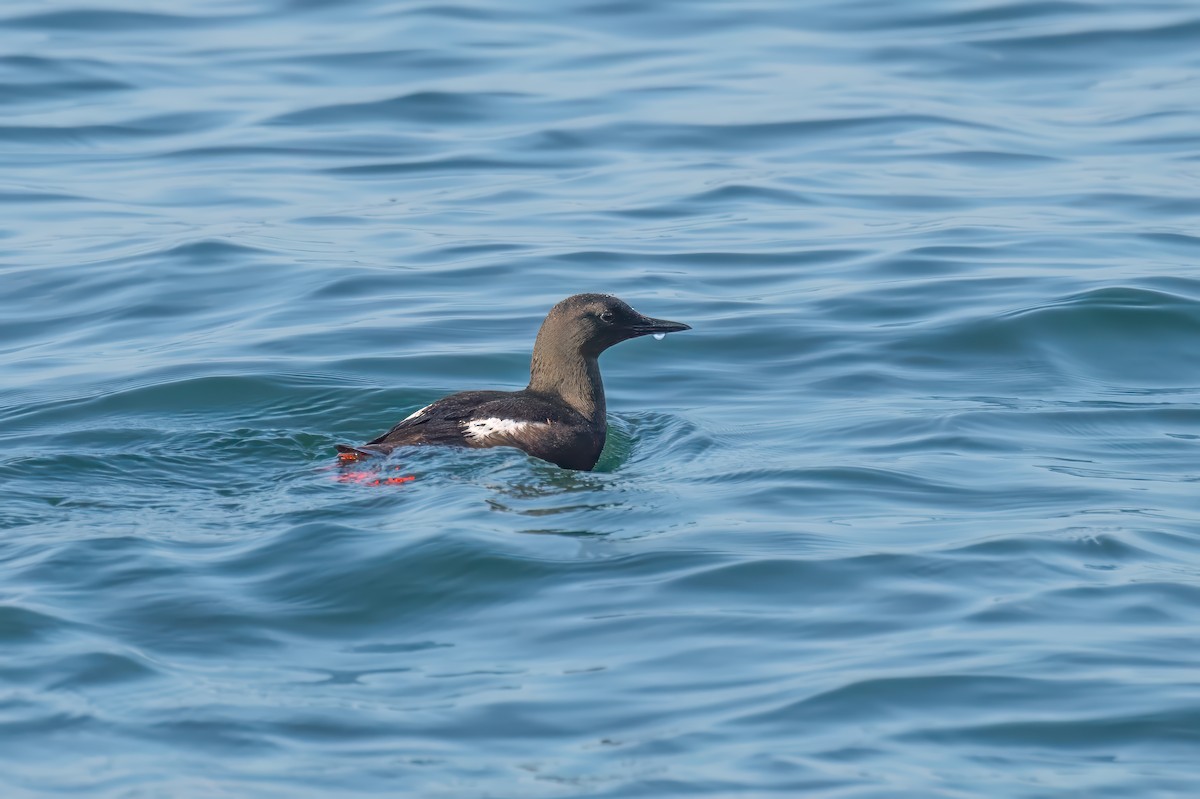 Guillemot à miroir - ML622196040