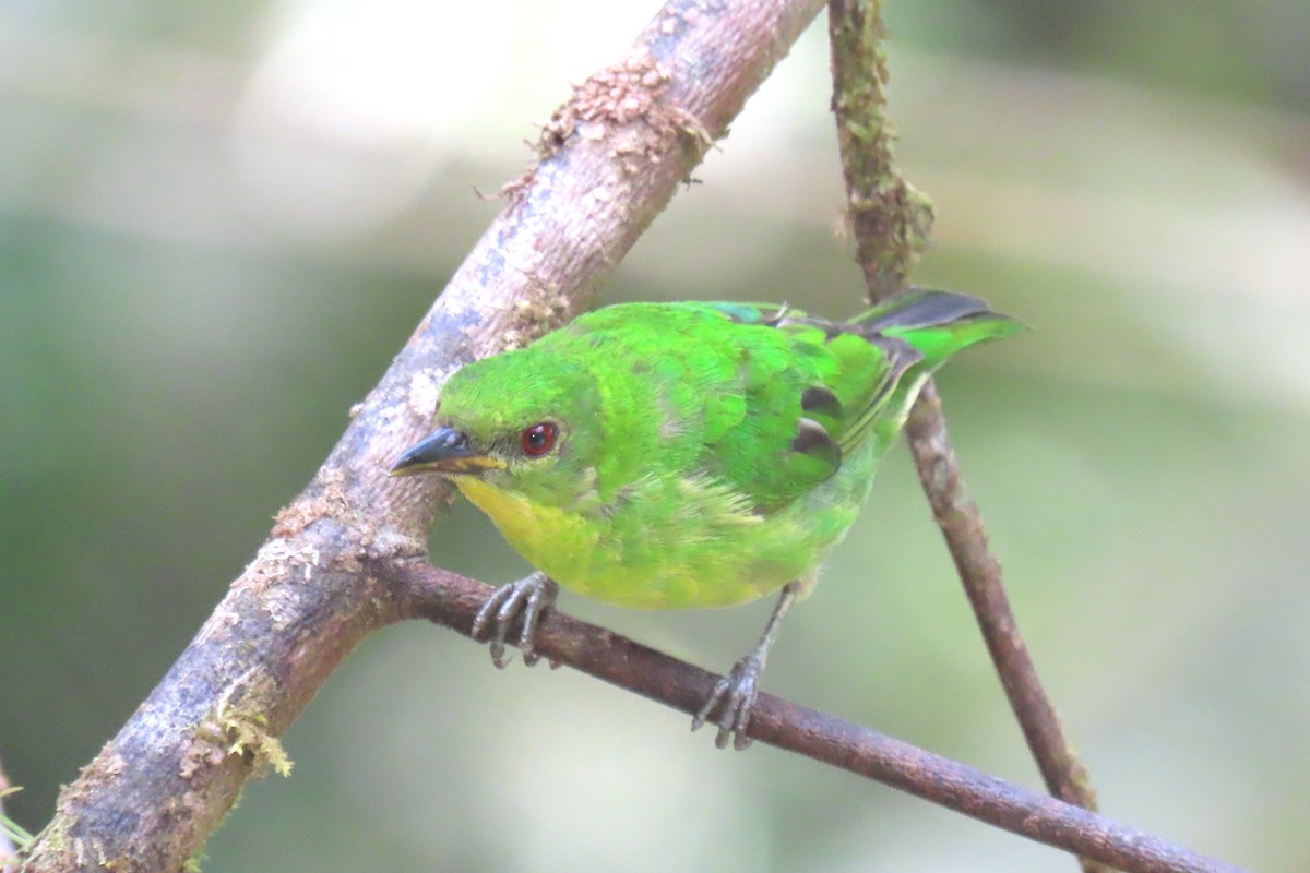 Multicolored Tanager - ML622196043