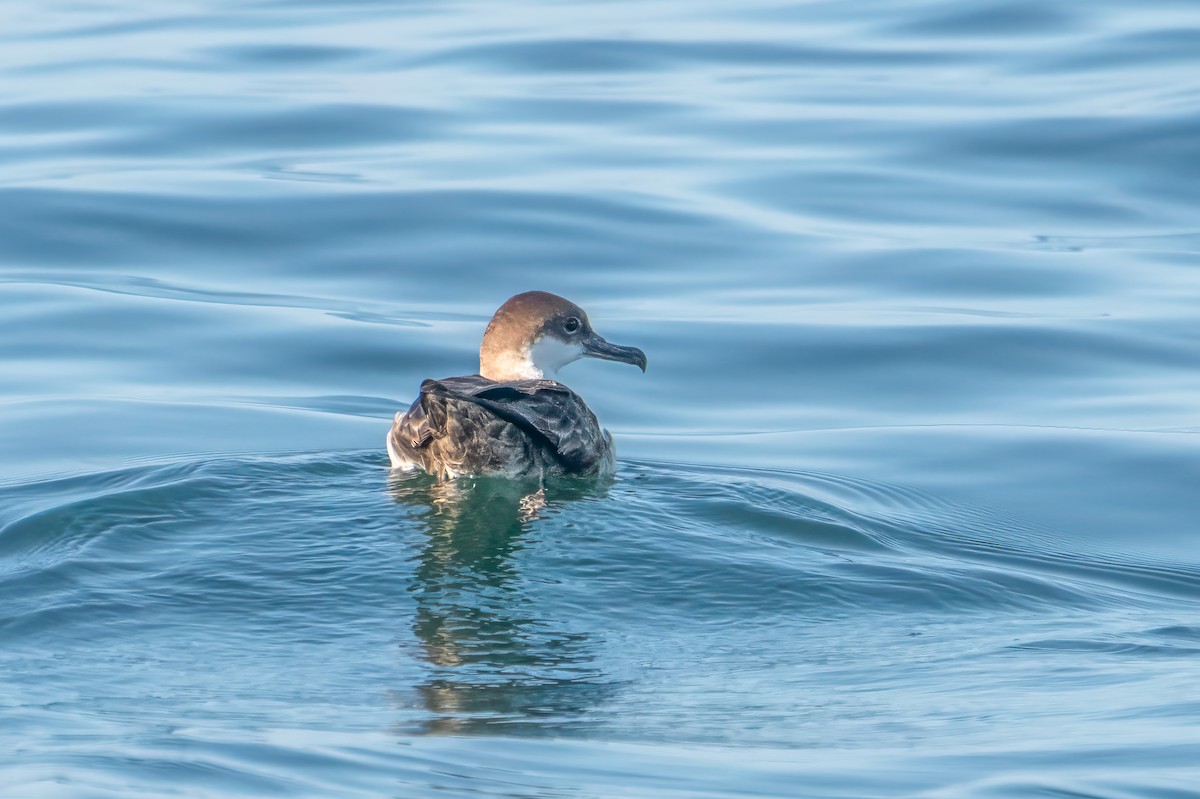 Puffin majeur - ML622196044