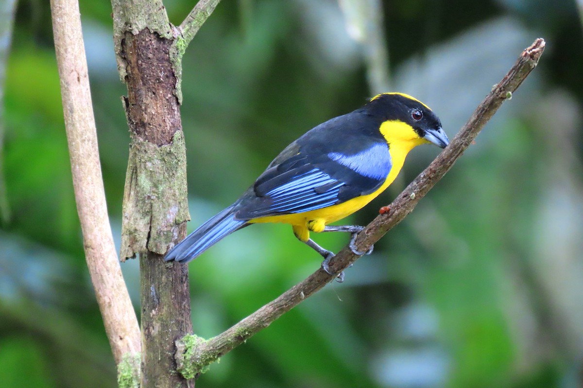 Blue-winged Mountain Tanager - Thore Noernberg