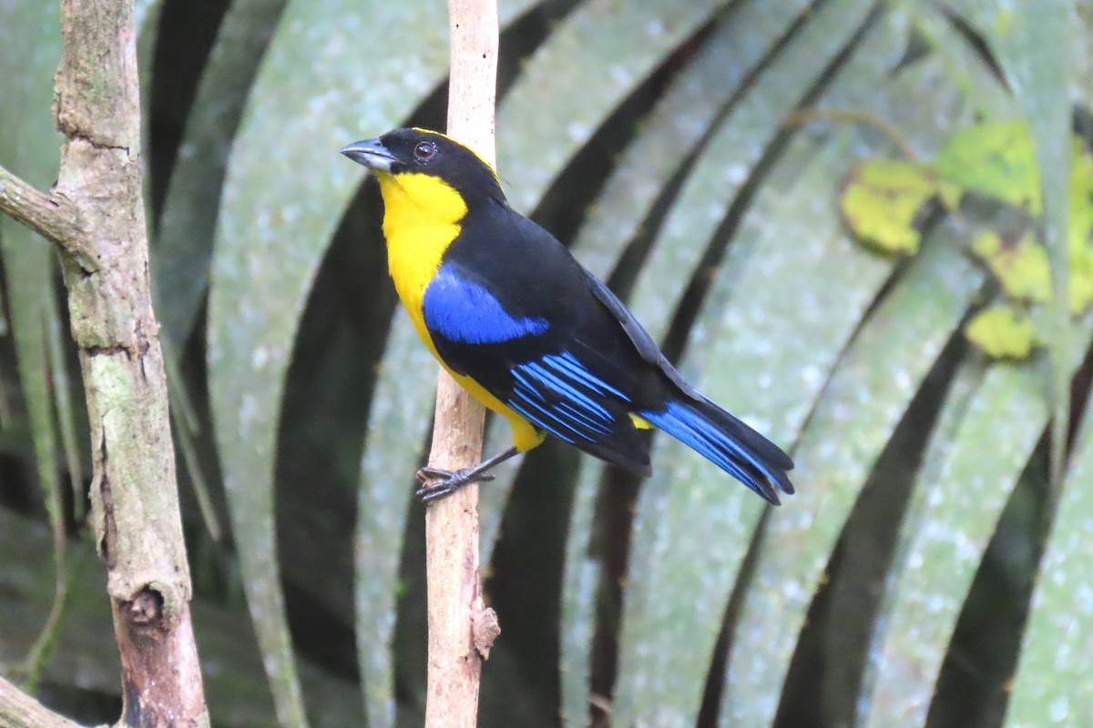 Blue-winged Mountain Tanager - ML622196050