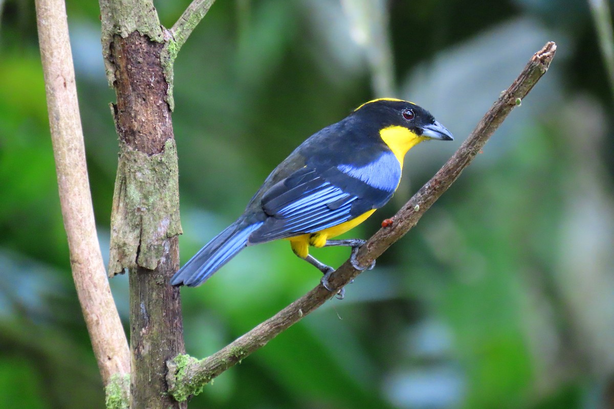 Blue-winged Mountain Tanager - ML622196052