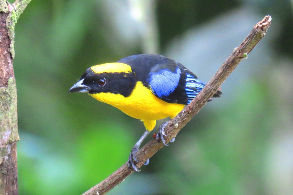 Blue-winged Mountain Tanager - ML622196054