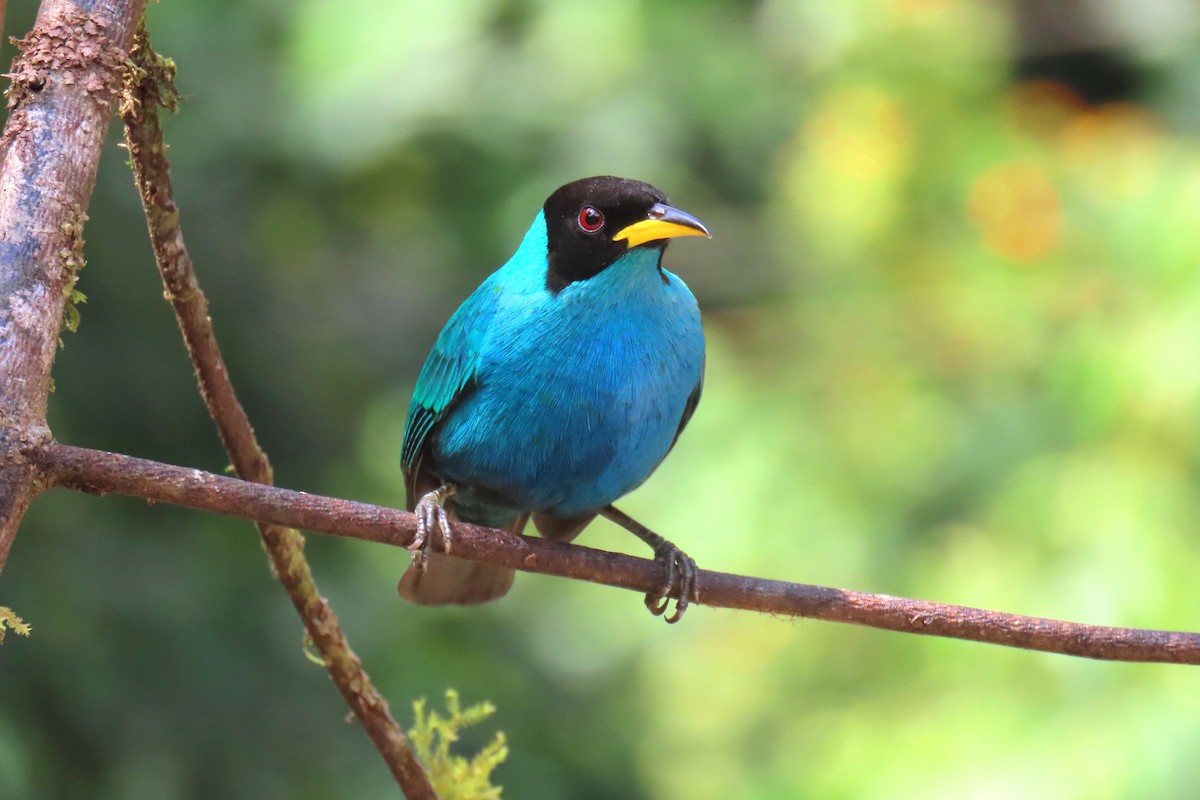 Green Honeycreeper - ML622196061