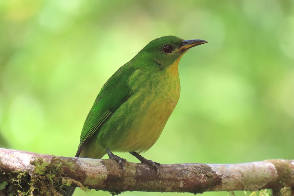 Green Honeycreeper - ML622196075