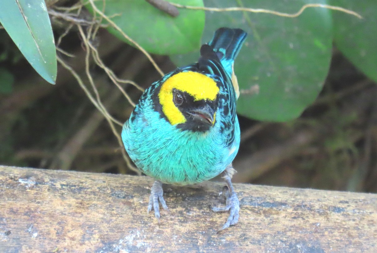 Saffron-crowned Tanager - ML622196083