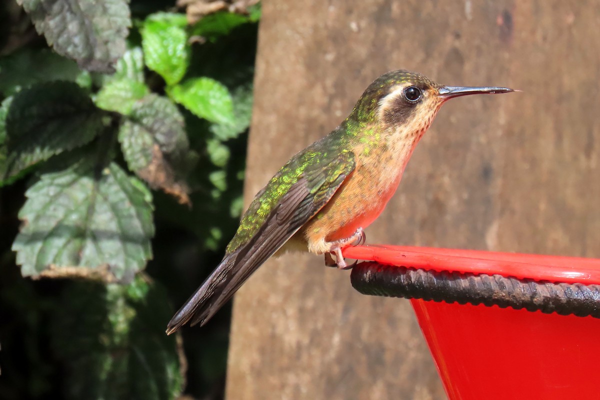 Speckled Hummingbird - Thore Noernberg