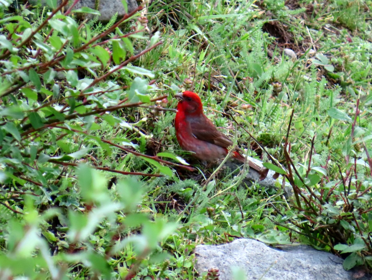 Common Rosefinch - ML622196114