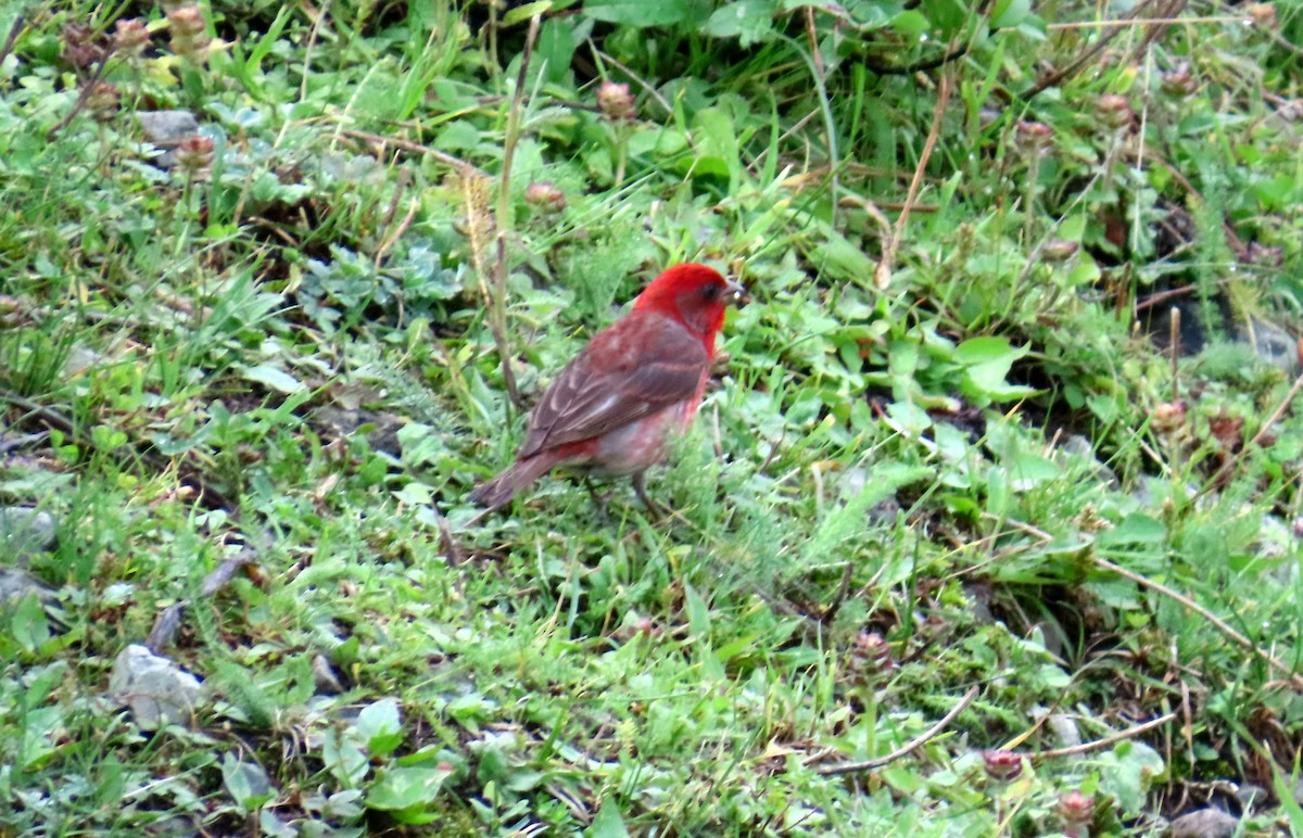 Common Rosefinch - ML622196115