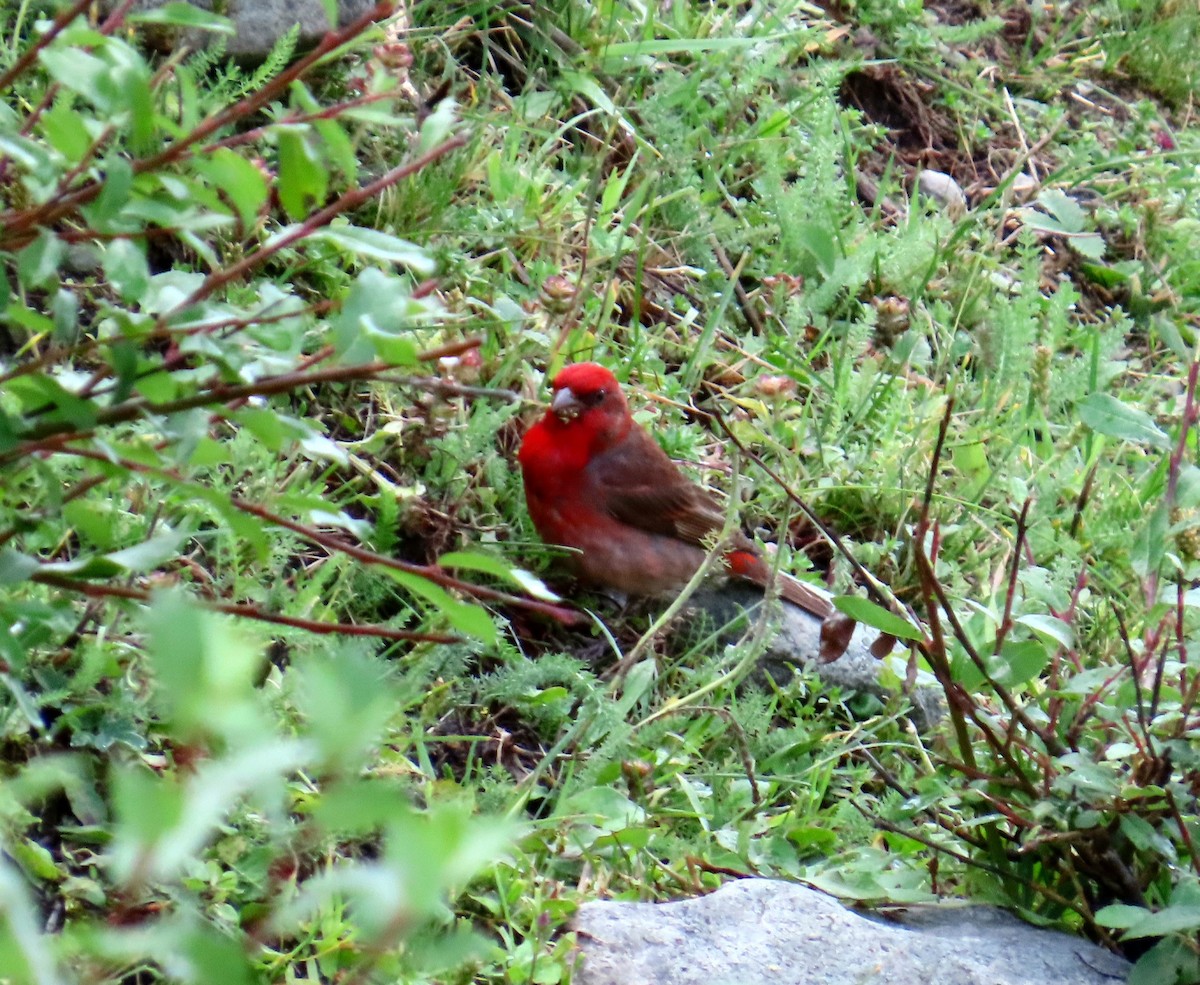 Common Rosefinch - ML622196116